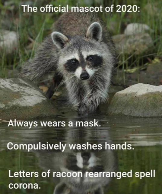 racoon.png